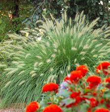 Maybe you would like to learn more about one of these? 15 Easy Midwest Groundcovers Midwest Living