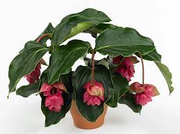 Image result for Fernandoa magnifica