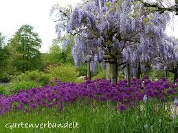 Arboretum Ellerhoop Thiensen Garten Garten Ideen Pflanzen