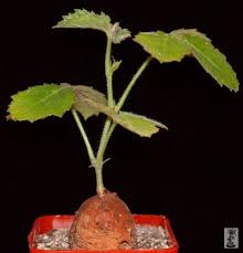 Image result for Cyphostemma quinatum