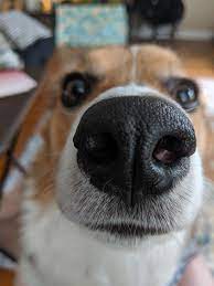 Just upload a picture to get started. Pin On Dogs Are Love