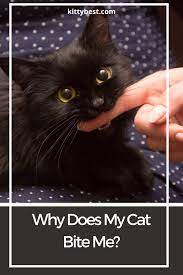 Pin On Cat Care