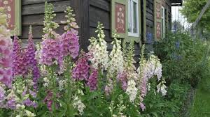 Willst du die pflanze selbst aussäen, beginnst du damit im spätsommer. Fingerhut Das Sorgt Im Herbst Fur Zweite Blute Gartengestaltung Vorgarten Garten Pflanzen