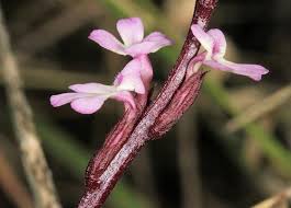 Image result for Striga gesnerioides