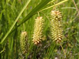 Image result for Cyperaceae