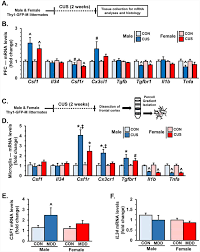 Play multiplayer one on one with your friends! Stress Induced Neuronal Colony Stimulating Factor 1 Provokes Microglia Mediated Neuronal Remodeling And Depressive Like Behavior Abstract Europe Pmc