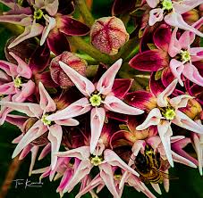 You will find budget sympathy flowers in meridian here. Chaos Photography Chaosphotograp2 Twitter