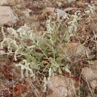 Image result for Aerva leucura