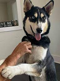 Pantry (pets eat, too!) was founded in 2011 as a project with scottsdale leadership's class xxv and is housed at the vista del camino families either then try to share people food with the pets, which is not meeting the nutritional needs of animals, or families allocate money for pet food. Scottsdale Az Siberian Husky Meet Mando A Pet For Adoption
