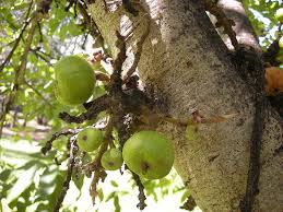 Image result for Moraceae