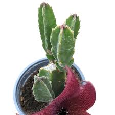 Image result for Stapelia