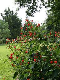 Avoid full shade areas for this specimen, as this will also reduce the amount of blooms on the turks cap flowers. Turk S Cap Mallow University Of Florida Institute Of Food And Agricultural Sciences