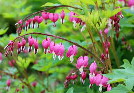 19 Amazing Perennials For Zone 6 For Season Long Beauty Perennials Summer Blooming Flowers Flowers Perennials