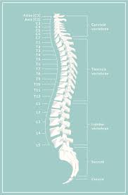 Image result for Lumbar vertebrae