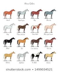 Equine Coat Color Images Stock Photos Vectors Shutterstock