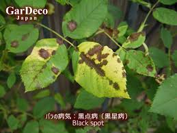 バラの病気 黒点病 黒星病 について 発生原因と予防 対策は Gardeco Japan