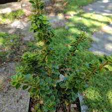 Japanese holly 'convexa' is a very popular and common ilex crenata cultivar. Ilex Crenata Dwarf Pagoda Miniature Japanese Holly In Gardentags Plant Encyclopedia