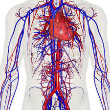 Find out what they all do in this bitesize science video for ks3. Organ Definition Types And Examples Biology Dictionary
