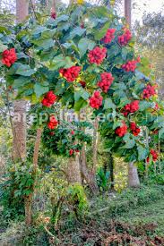 Image result for Bixa orellana