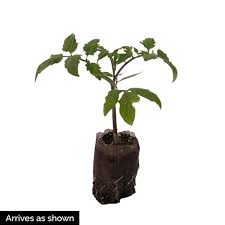 As what was mentioned in the previous article, some tomatoes take time to grow and the jdr seeds can be your option for a successful planting of better boy tomatoes. Better Boy Hybrid Tomato Tomato Seeds From Gurneys