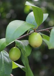 Image result for Ximenia americana