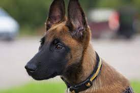 Adopter un chien ou adopter un chat dans les refuges de france avec seconde chance, qui centralise les annonces des refuges de france pour vous permettre de trouver votre chien, chat, rongeur ou autre animal de compagnie. 10 Races De Chiens Preferees Des Francais 2016 Le Top Des Inscriptions Au Lof