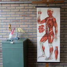 Vintage Pull Down Anatomical Chart Human Muscles Front School Chart Very Rare