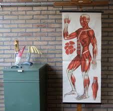 vintage pull down anatomical chart human muscles front school chart very rare