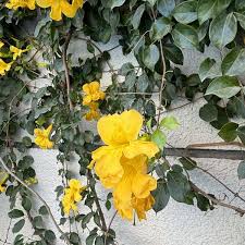 Image result for Dolichandra