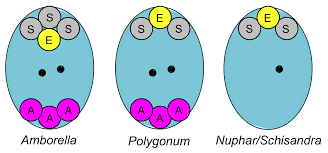 Monosporic Polygonum Type Of Embryo Sac Development In... | Download  Scientific Diagram
