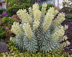 Solitary plants such as euphorbia bupleurifolia or euphorbia piscidermis can. Euphorbia Silver Swan 6 Pot Hello Hello Plants Garden Supplies