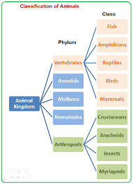 The Animal Kingdom Contains Many Phyla Some Of Them Are
