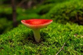 Image result for Russula polyphylla