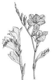 Freesias 2009 Botanical Drawings Flower Drawing Freesia Flowers