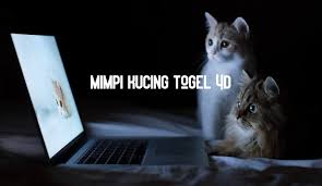 Selain itu, jangan lupa untuk membaca doa sebelum tidur. Tafsir Mimpi Kucing Togel 4d 3d 2d Terbaru 2020
