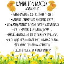 Tips For Witches Everywhere On Instagram Dandelion Magick If Your Yard Is Like Mine It S Overtook By Bright Yellow We Herbalism Magickal Herbs Magick