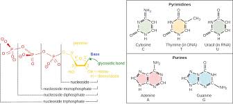 Base pair describes the relationship between the building blocks on the strands of dna. Chapter 5 Nucleotides Nucleic Acids Introduction To Molecular And Cell Biology