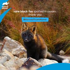 Check spelling or type a new query. Animal Planet India On Twitter In Assam S Barpeta Town Rare Black Fox Activities Have Increased So Much So That One Of Them Was Found Roaming During The Daytime Thanks To You Heroesfromhome