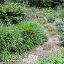 Image result for hakonechloa macra nicolas
