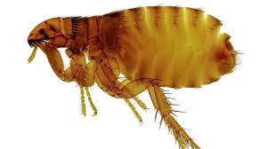 Ungeziefer Im Haus Schadlinge In Bildern Erkennen Ungeziefer Im Haus Ungeziefer Insekten