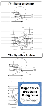Digestive System Diagrams Coloring Matching Labeling Quizzes Distance Learning Digestive System Anatomy And Physiology Digestive System Diagram