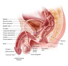 Prostate massage increases the flow of blood which helps in flushing out those bacteria. Lingam Massage Tantric Massage For Men Gerard Ribo