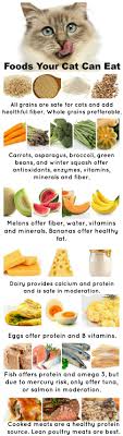 Feline 101 Safe Healthy People Foods Your Cat Can Eat Avec Images Alimentation Chat