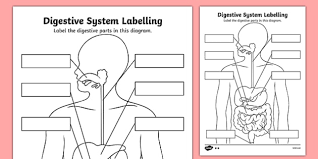 Label The Digestive System Worksheet Science Resource Twinkl