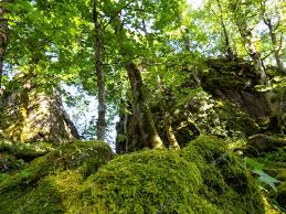 Moss Growing Ruins Kybfelsen Freiburg Germany Stock Photo Aff Ruins Kybfelsen Moss Growing Ad