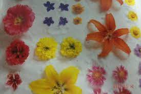 We did not find results for: How To Preserve Flowers 6 Ways Of Drying Flowers Feltmagnet
