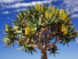 Image result for Aloidendron