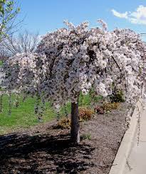 There are a few things to bear in mind though before purchasing. Snow Fountains Weeping Cherry Low Form Bower Branch
