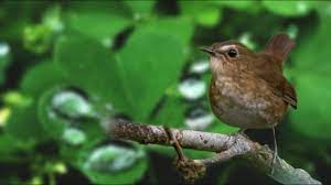 Terapi Gemericik Air Dan Suara Burung Jongkangan Coklat Gacor Pikat Mas Burung Coklat Suara