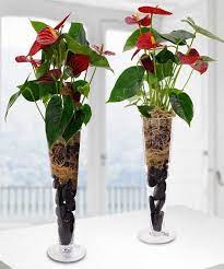 Pin On Valentine S Day Say I Love You With Beneva Flowers